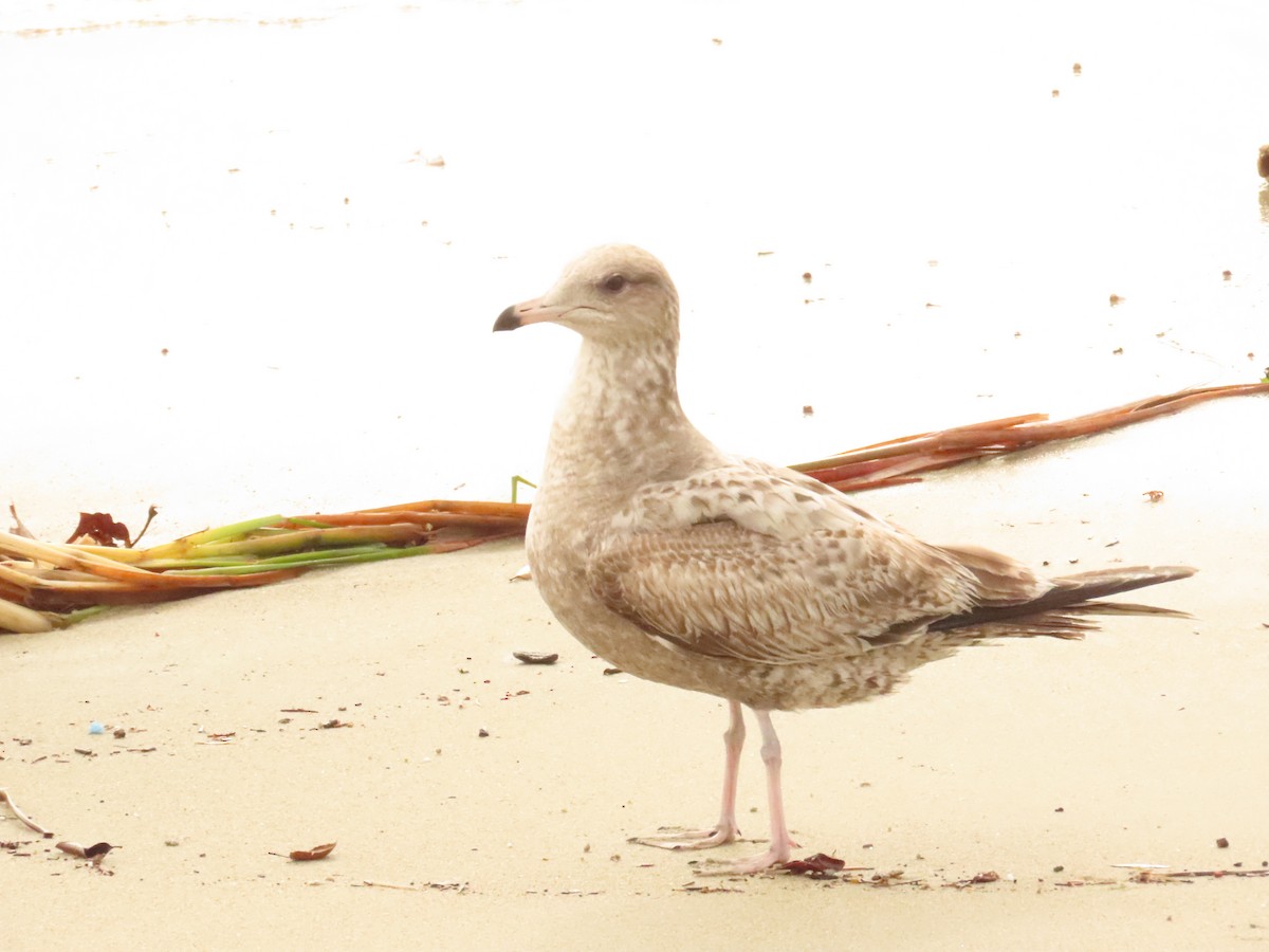 Kaliforniya Martısı - ML647579599