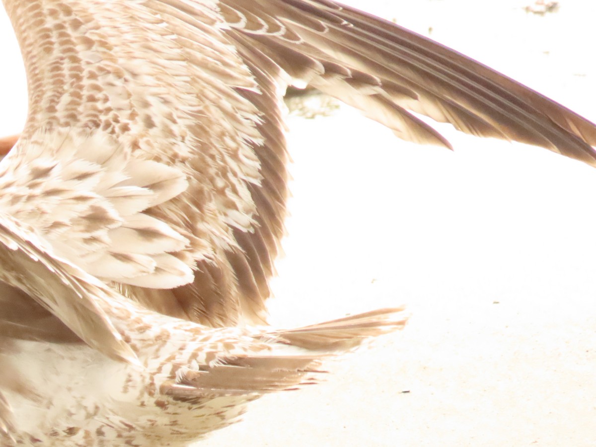 Kaliforniya Martısı - ML647579600