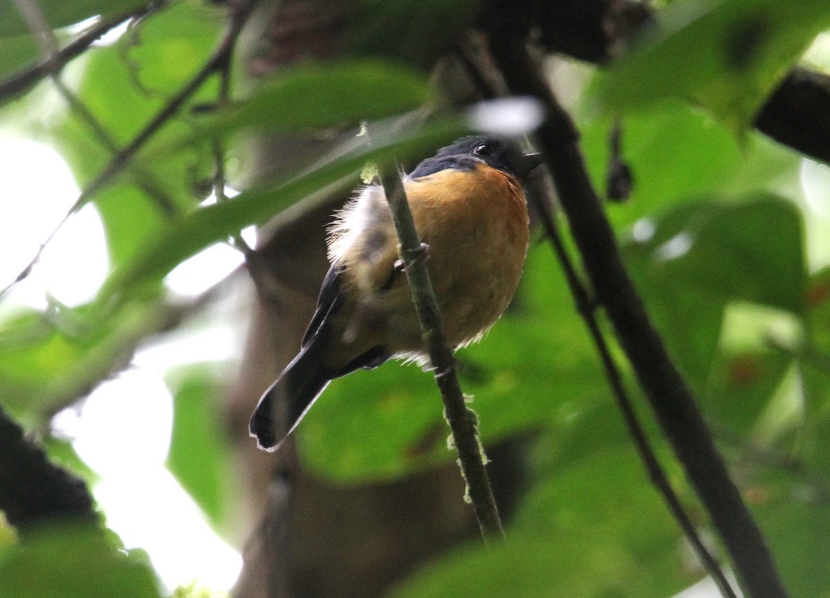 Сулавесская нильтава - ML647579605