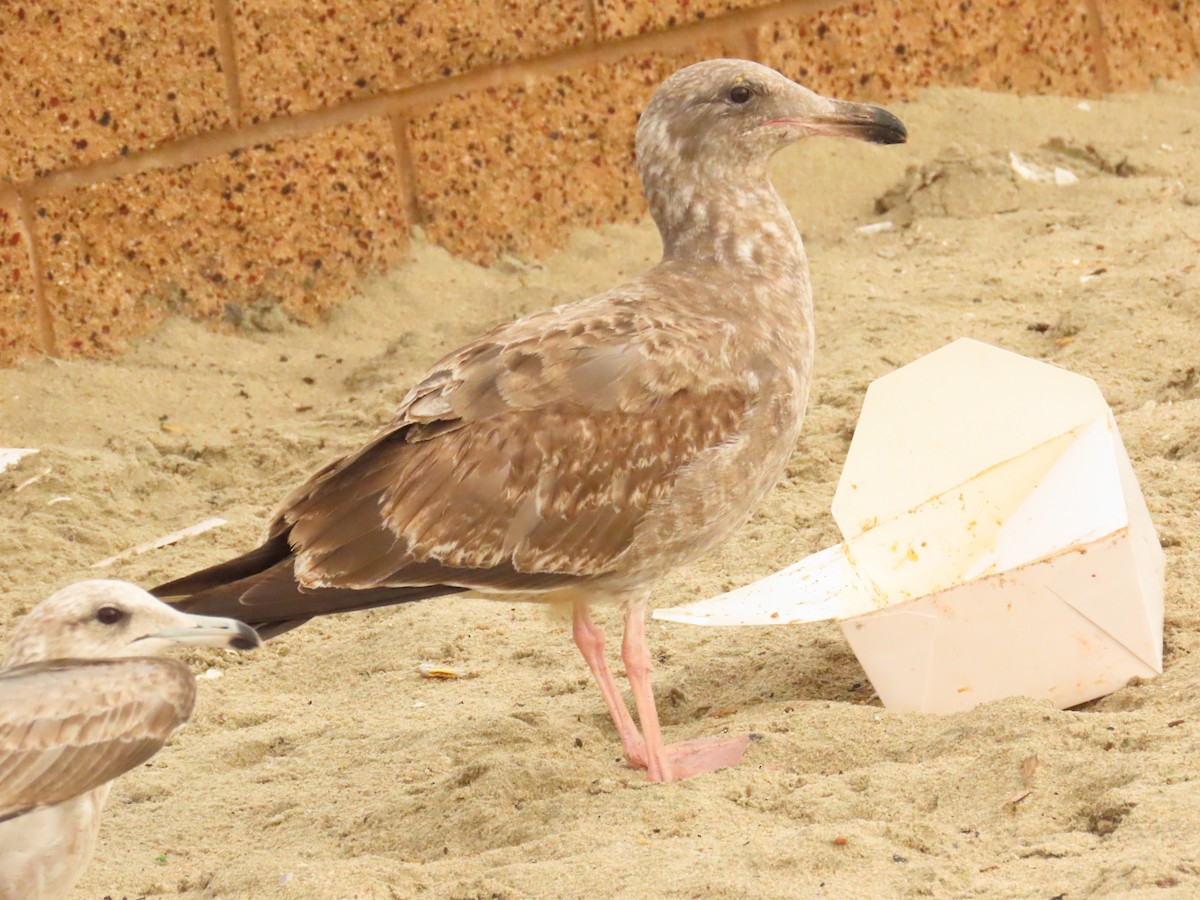 Gaviota Occidental - ML647579614