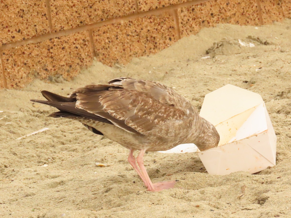 Gaviota Occidental - ML647579615