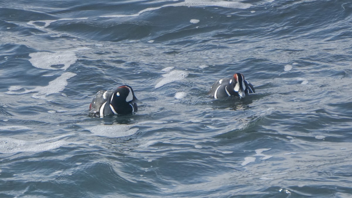 Harlequin Duck - ML647579616