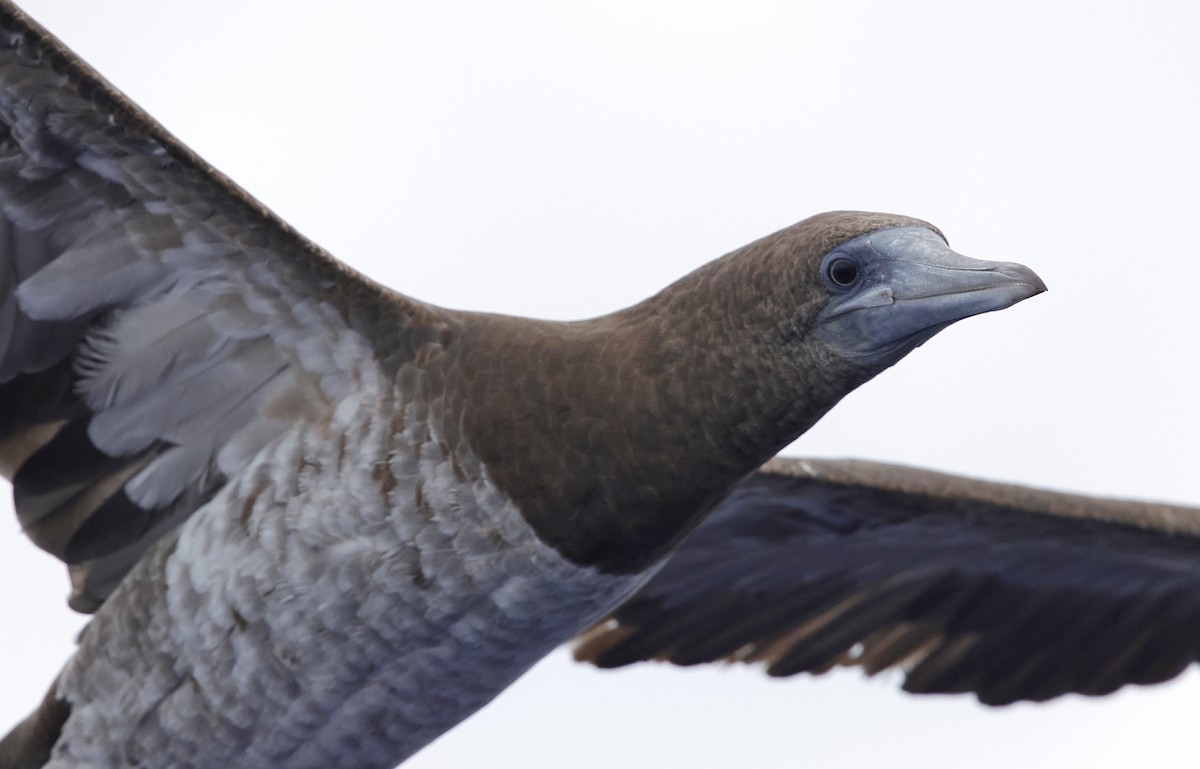 Brown Booby - ML647579623