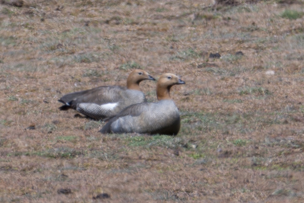 Ruddy-headed Goose - ML647579626