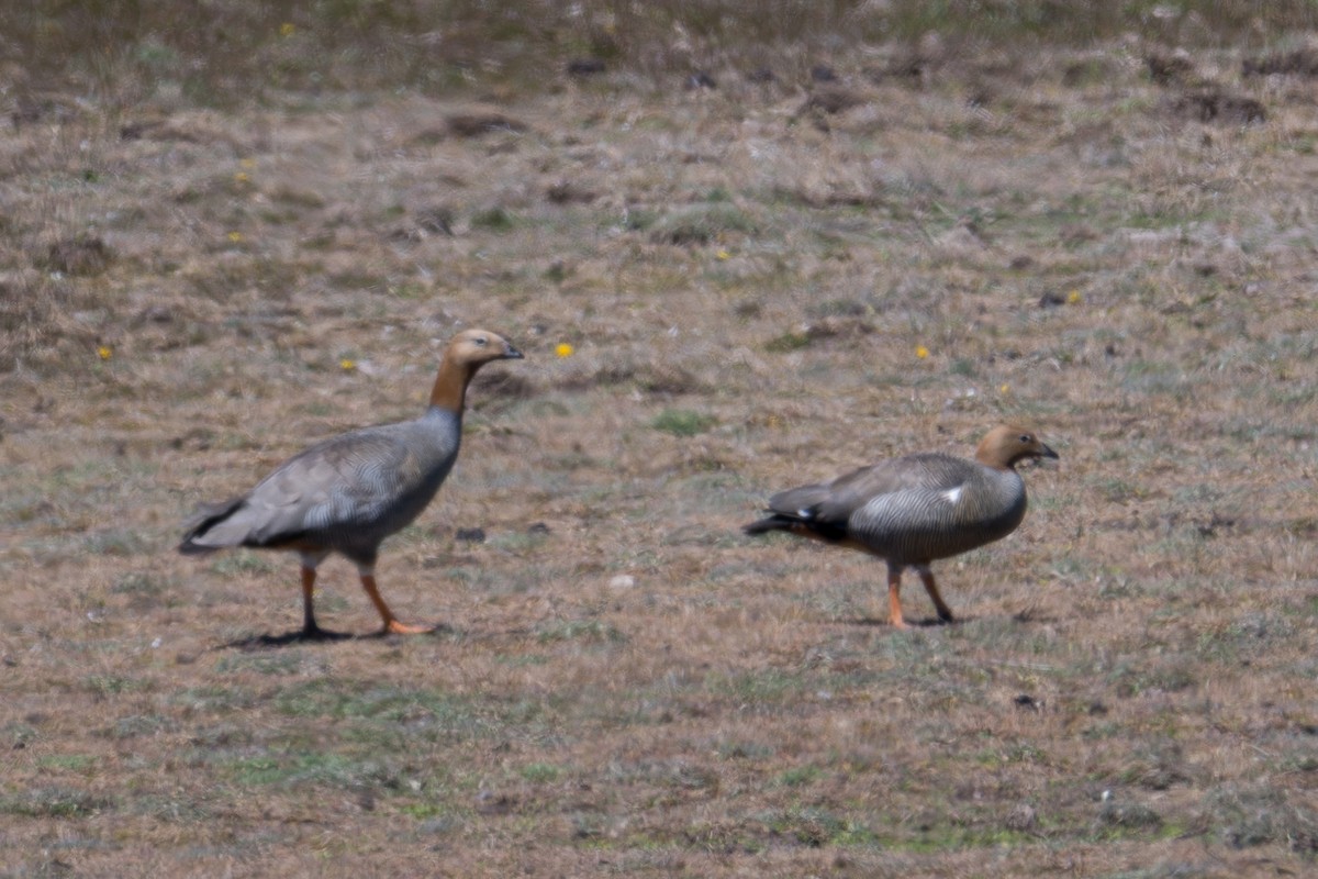 Ruddy-headed Goose - ML647579627