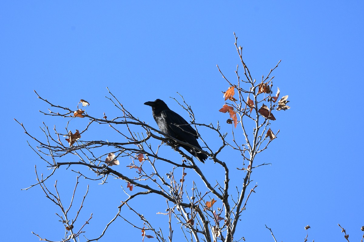 עורב שחור - ML647579636