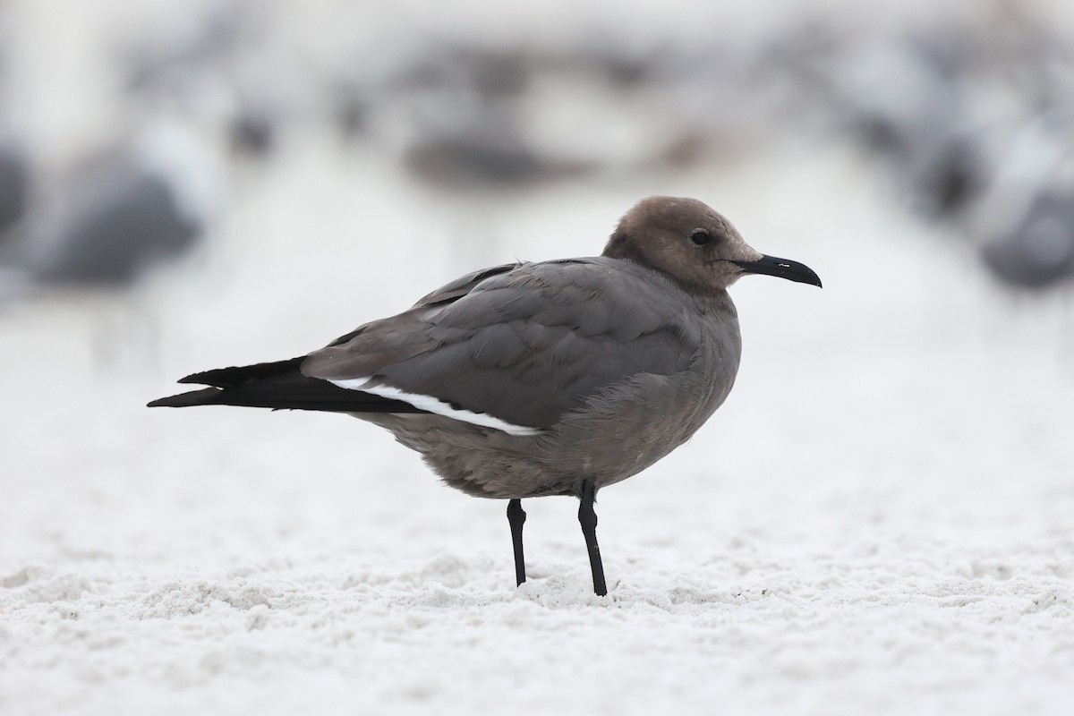 ハイイロカモメ - ML647579639