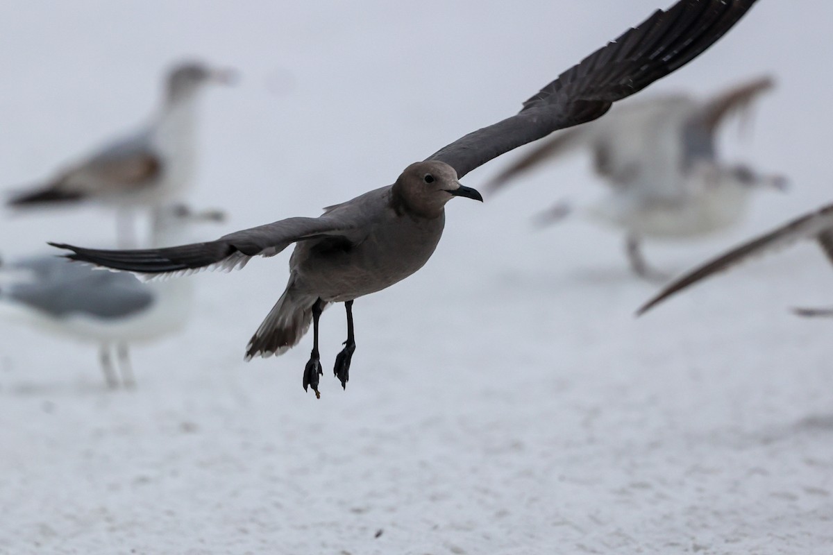 ハイイロカモメ - ML647579645