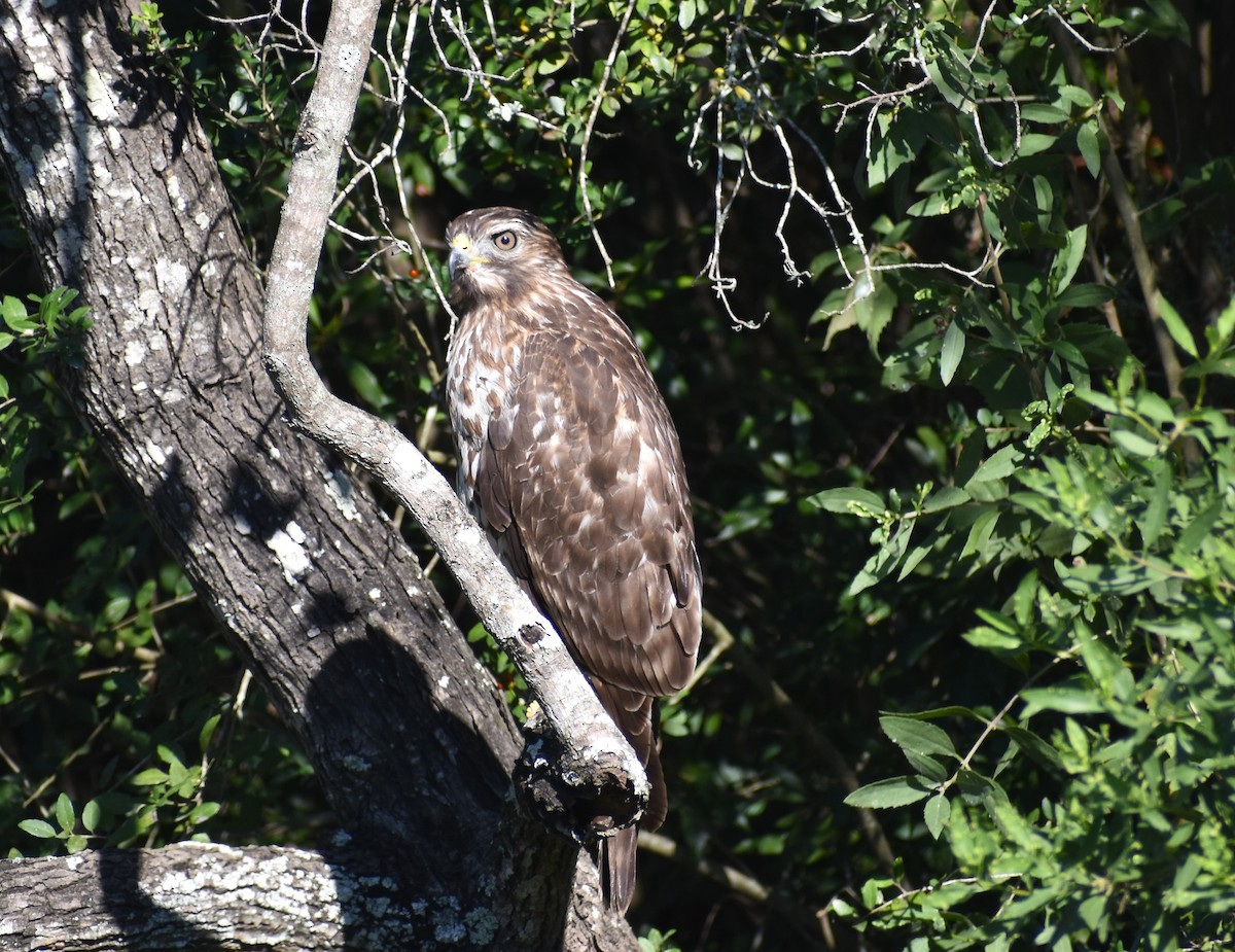 Red-shouldered Hawk - ML647579649
