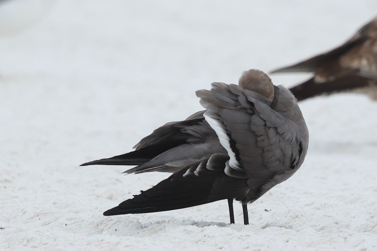 ハイイロカモメ - ML647579650