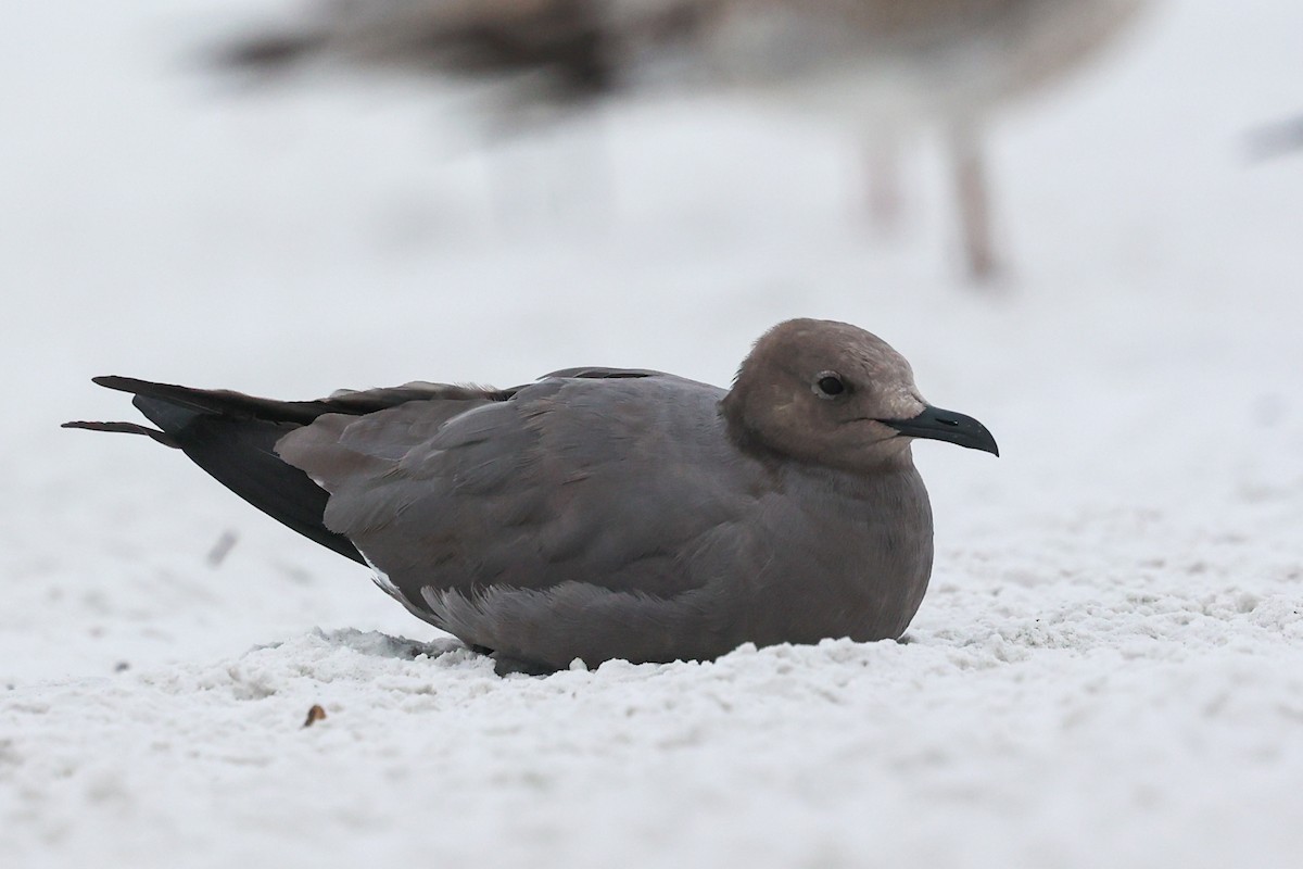 ハイイロカモメ - ML647579653