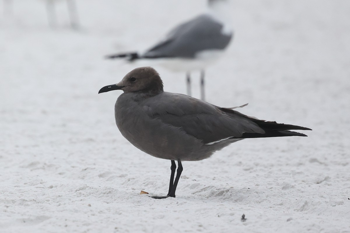 ハイイロカモメ - ML647579654