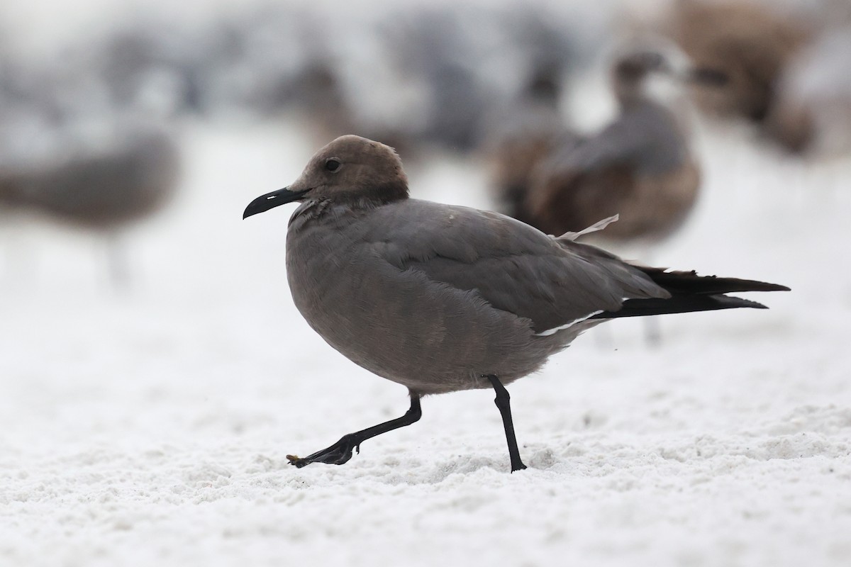 ハイイロカモメ - ML647579655