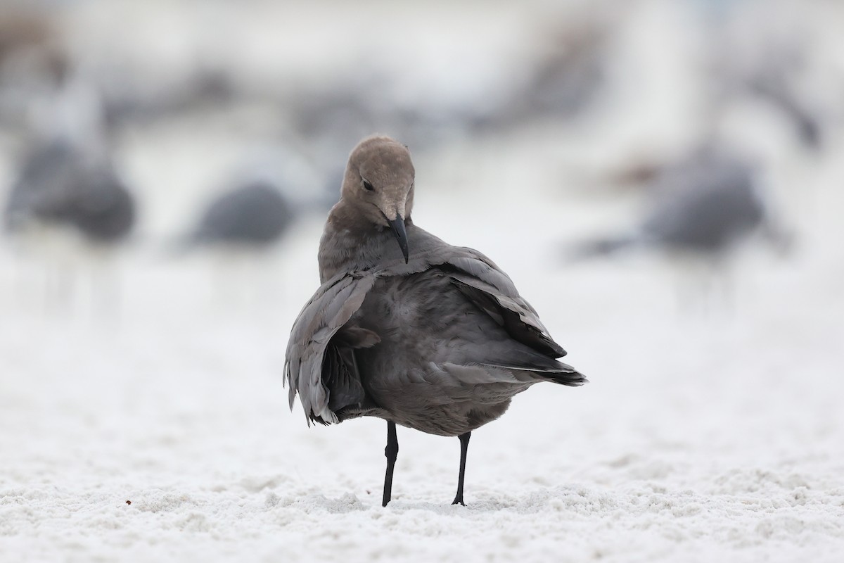 ハイイロカモメ - ML647579656