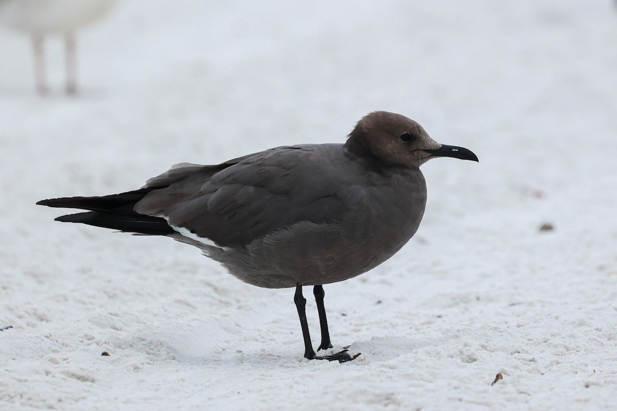 ハイイロカモメ - ML647579661