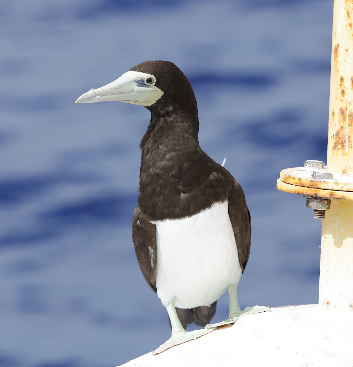 Brown Booby - ML647579662