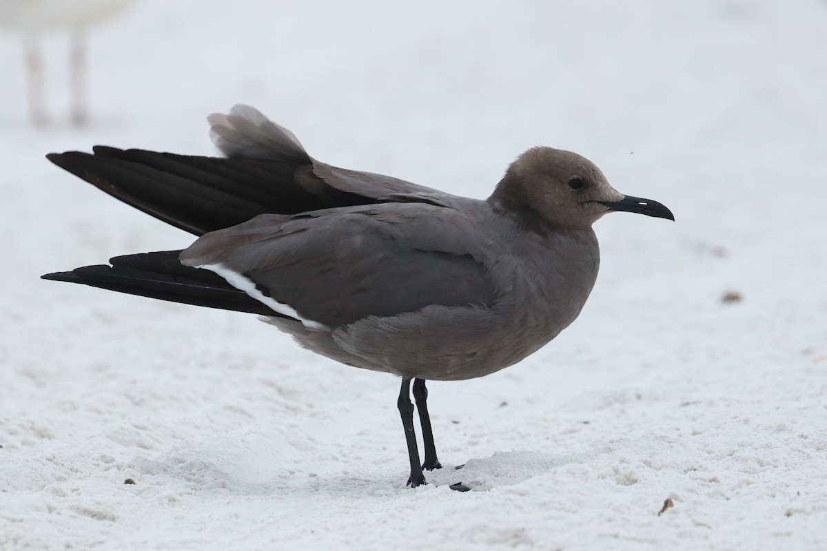 ハイイロカモメ - ML647579663