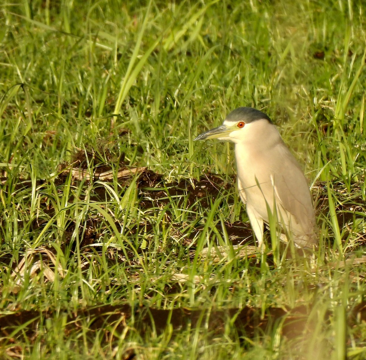 Black-crowned Night Heron - ML647579671