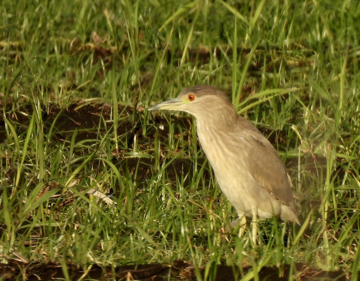 Black-crowned Night Heron - ML647579672