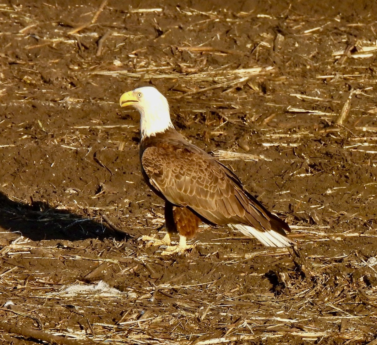 Bald Eagle - ML647579677