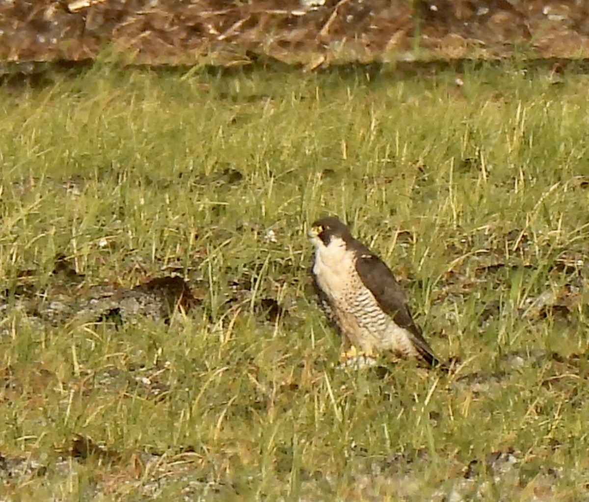 Peregrine Falcon - ML647579681