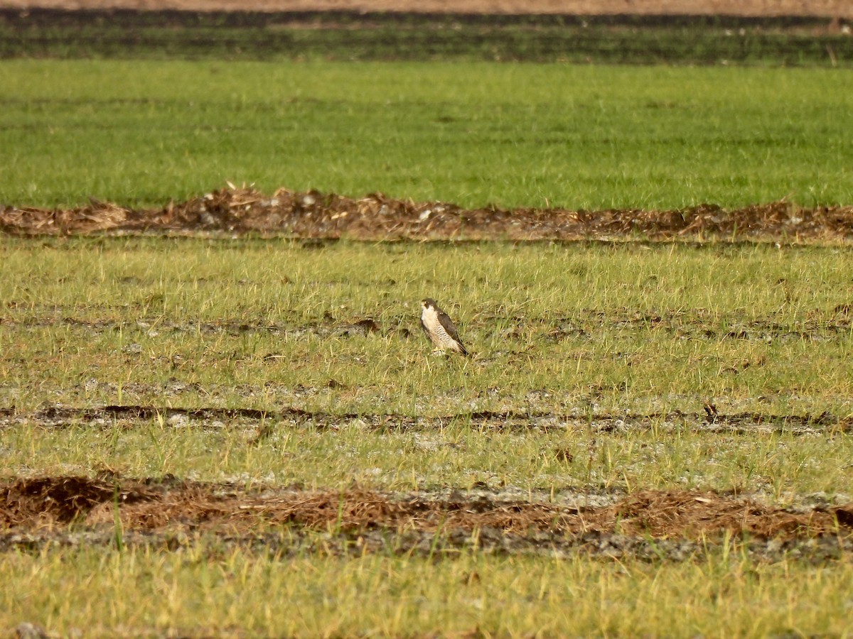 Peregrine Falcon - ML647579682