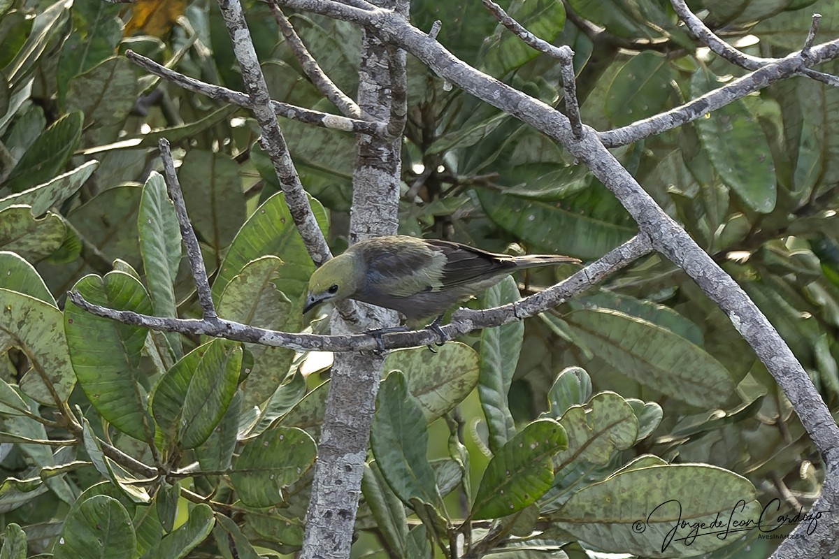 Palm Tanager - ML647579702