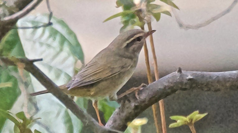 עלווית כהה - ML647579714