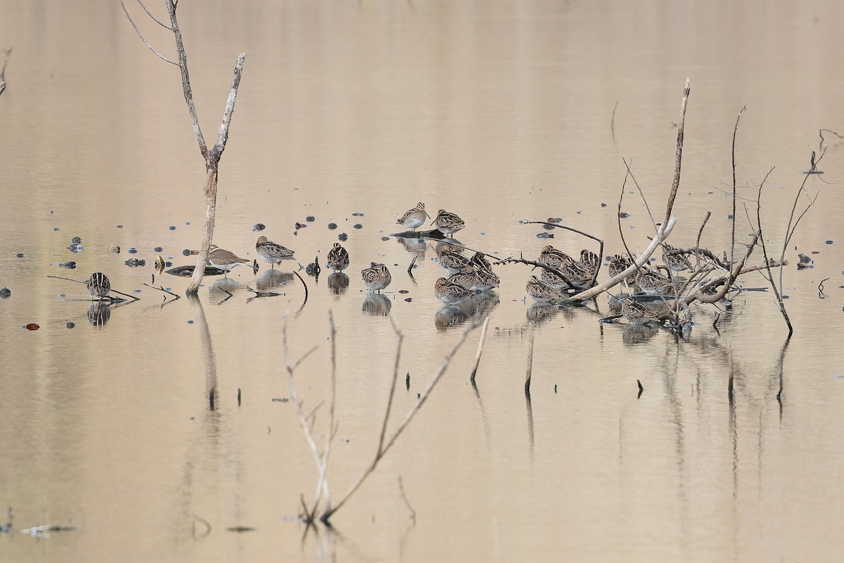 Wilson's Snipe - ML647579715