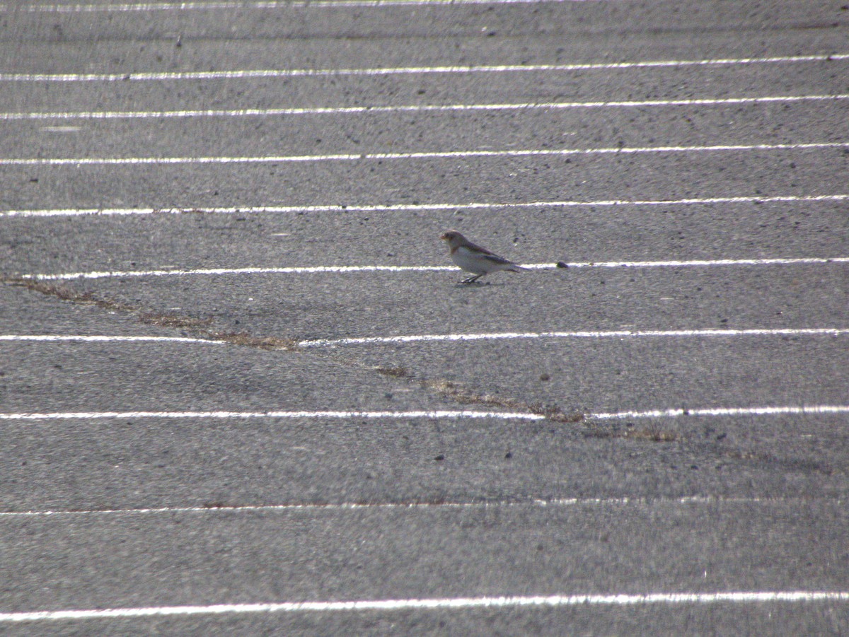 Elur-berdantza - ML647579718