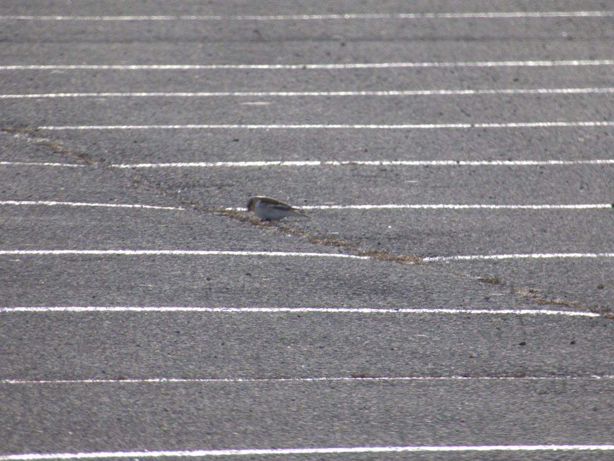 Elur-berdantza - ML647579719