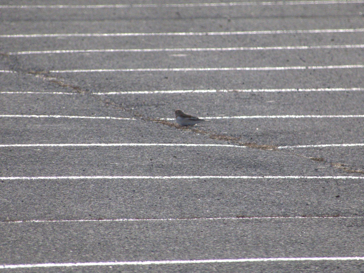 Elur-berdantza - ML647579720