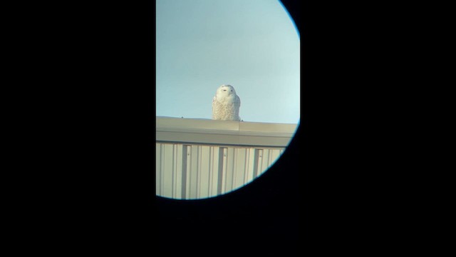 Snowy Owl - ML647579722