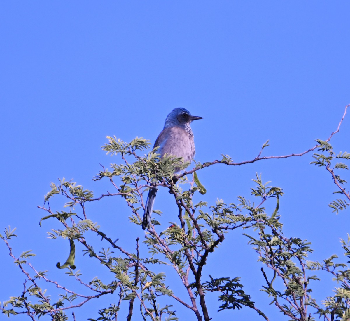 Woodhouse's Scrub-Jay - ML647579726