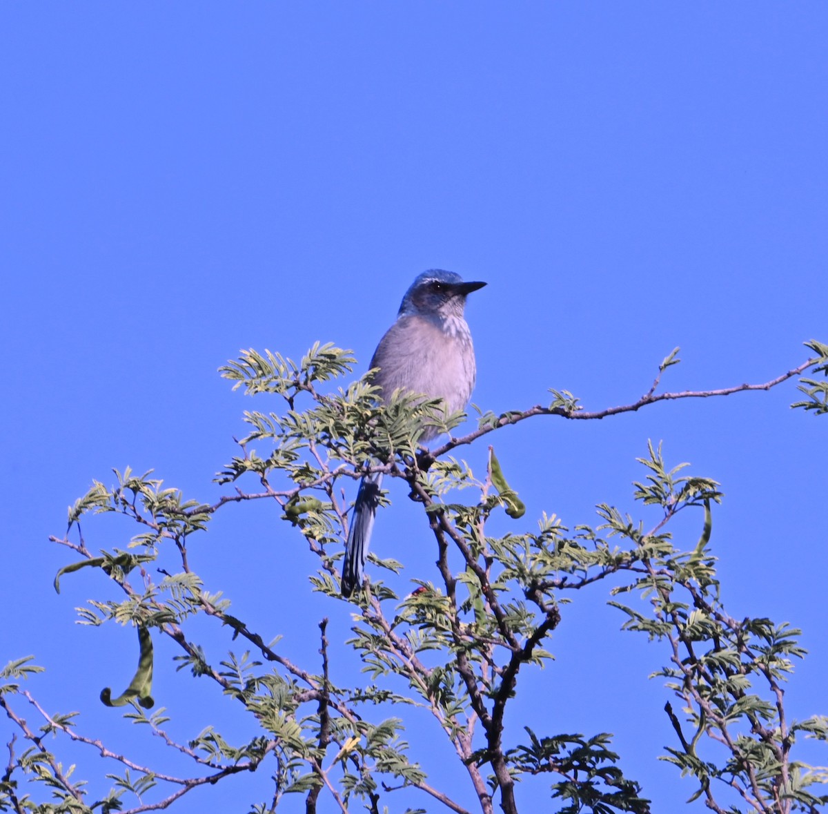 Woodhouse's Scrub-Jay - ML647579727