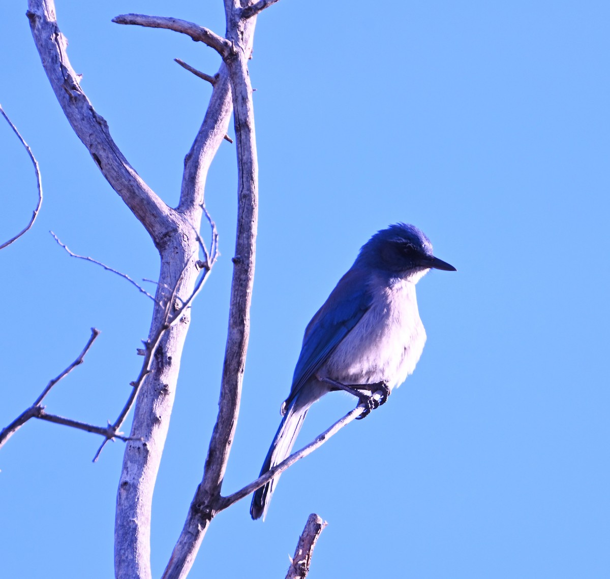 Woodhouse's Scrub-Jay - ML647579728