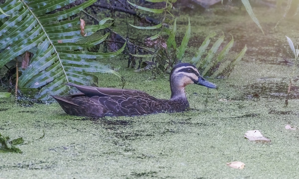 Ahate bekainduna - ML647579733