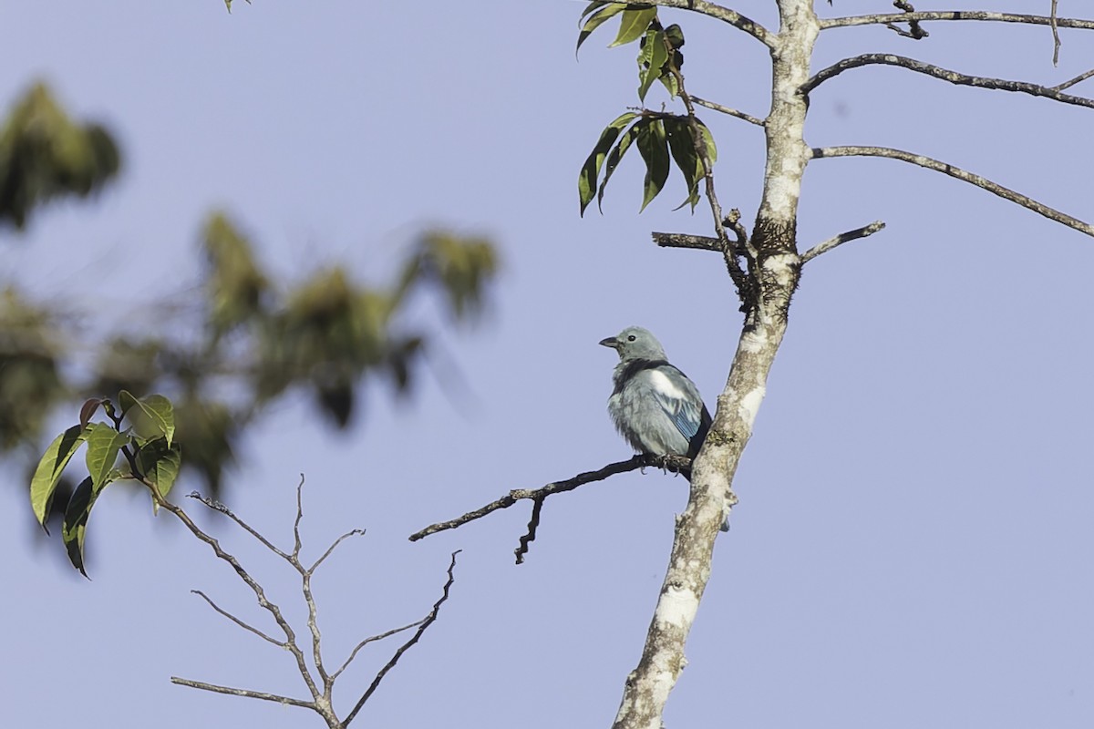 Blue-gray Tanager (White-edged) - ML647579734