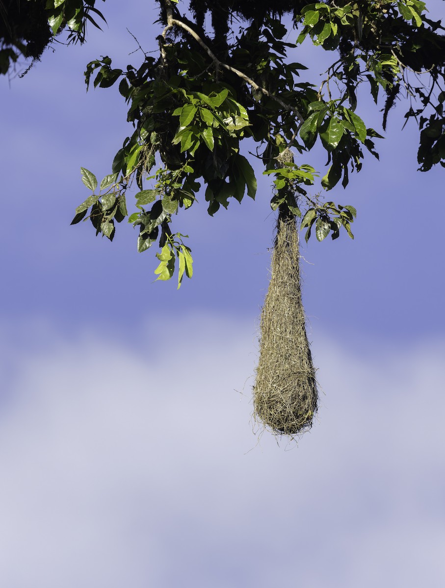 Russet-backed Oropendola (Russet-backed) - ML647579739