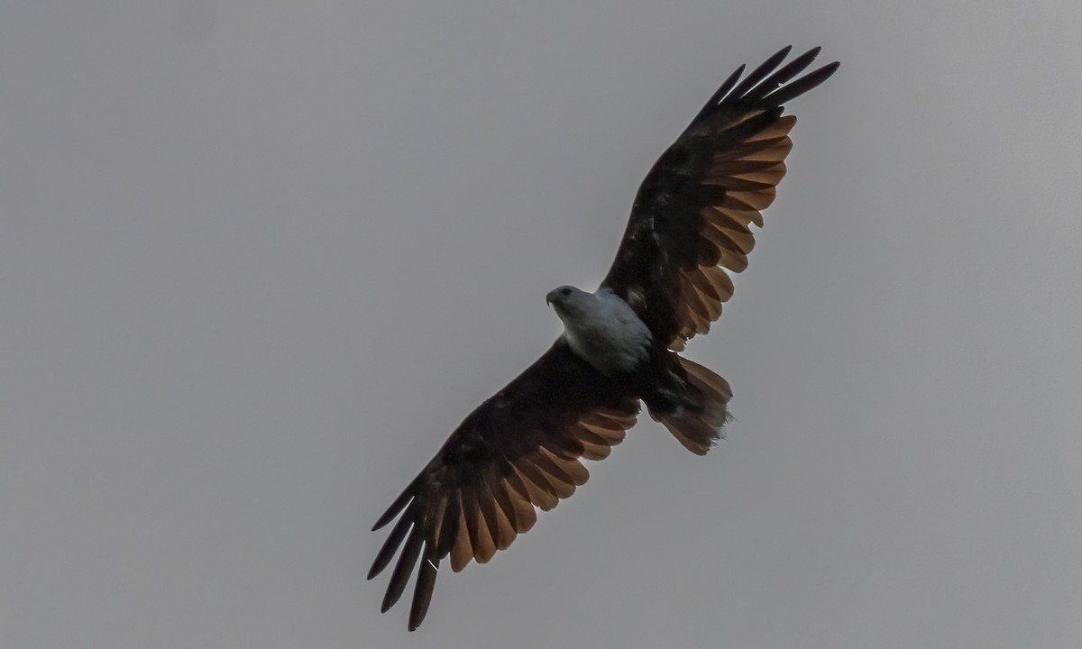 Brahminy Kite - ML647579741