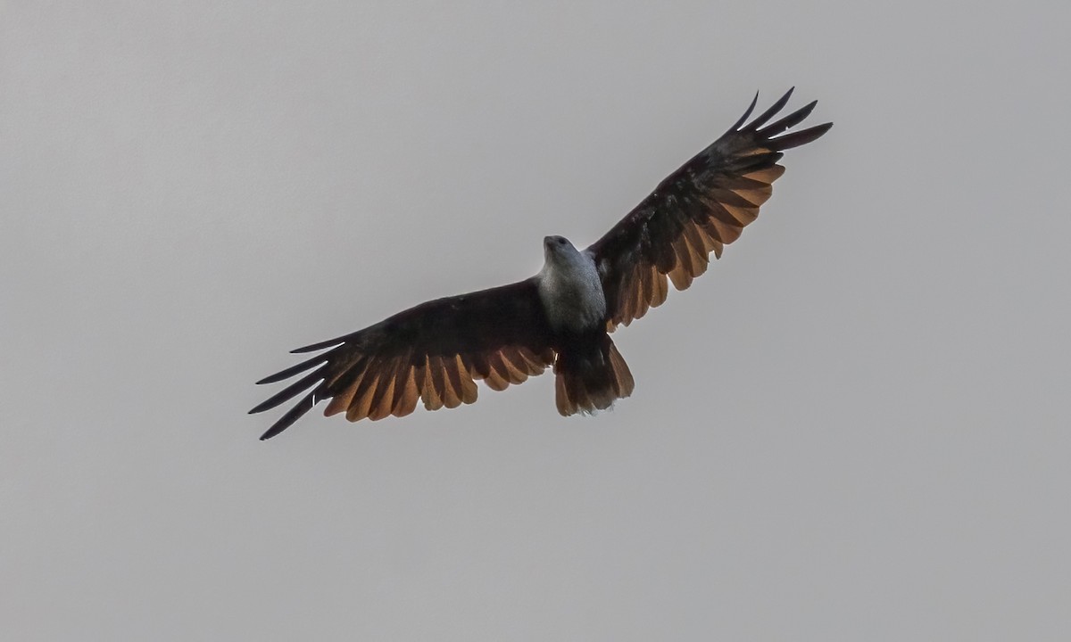 Brahminy Kite - ML647579744
