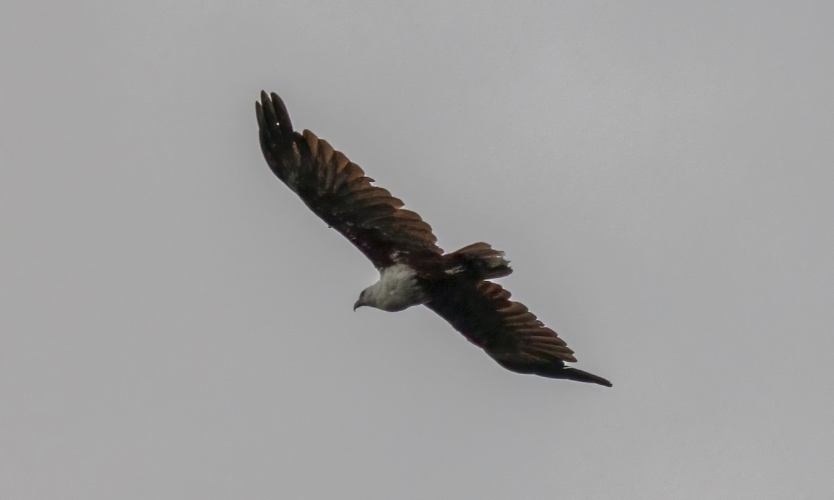 Brahminy Kite - ML647579746