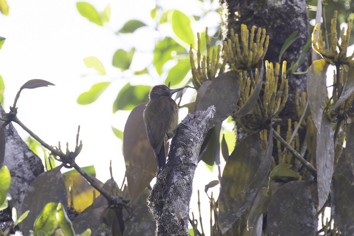 Smoky-brown Woodpecker - ML647579747