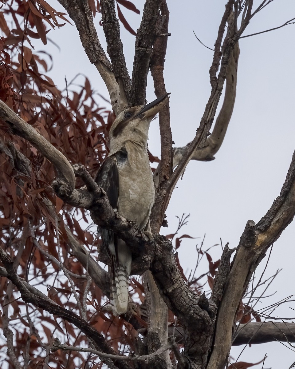 Laughing Kookaburra - ML647579750