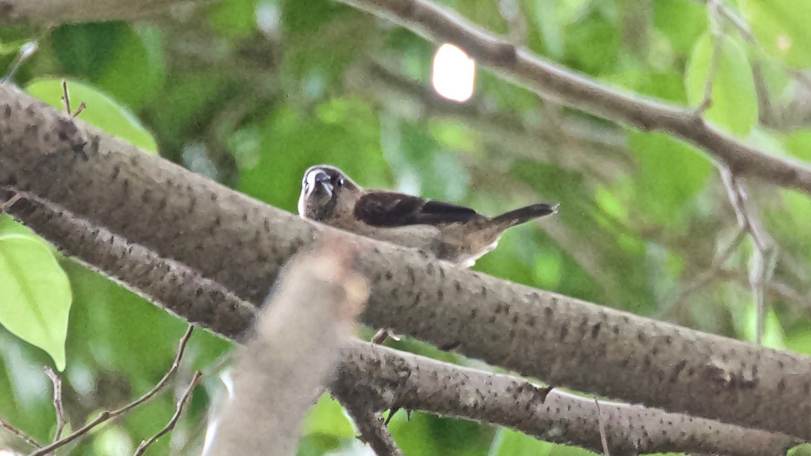 White-rumped Munia - ML647579751