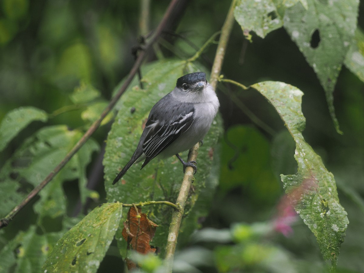 Cryptic Becard - ML647579753