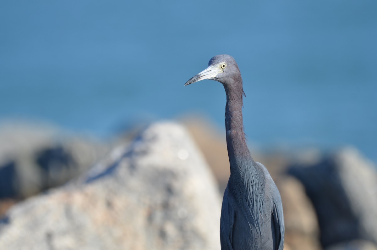 Koartzatxo urdina - ML647579754