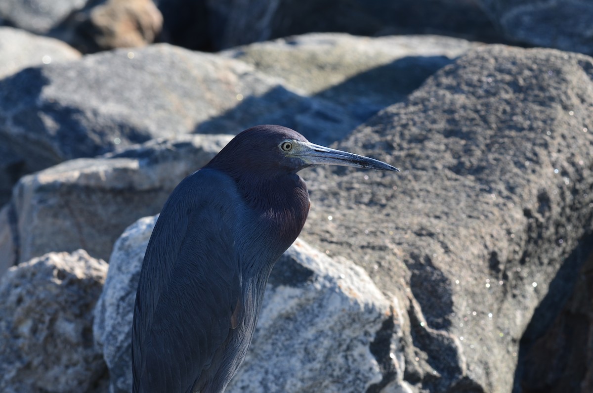 Koartzatxo urdina - ML647579755