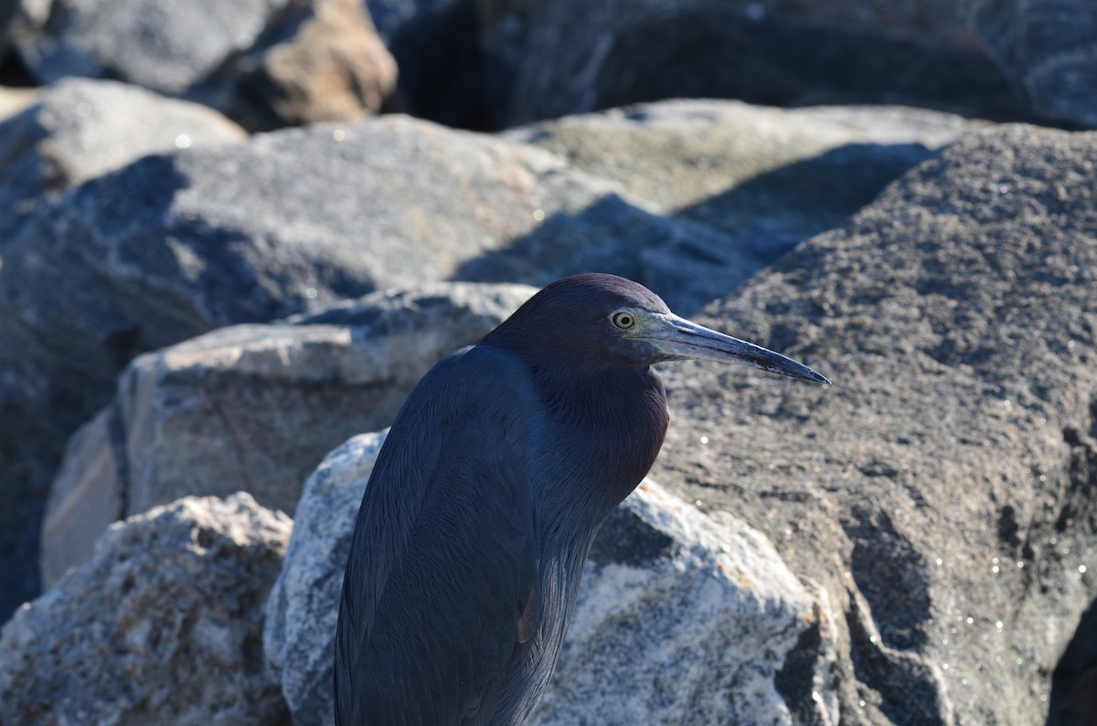 Koartzatxo urdina - ML647579756