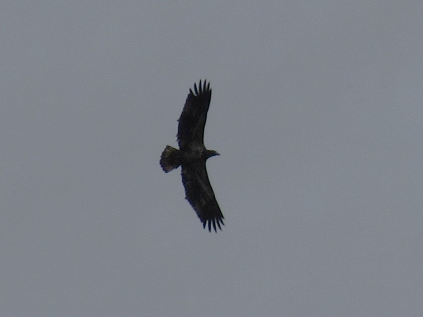 Itsas arrano buruzuria - ML647579757